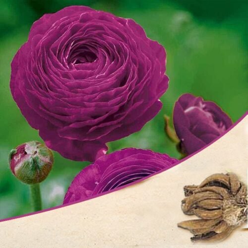 Ranunculus (Purple) – Bulbs 3pcs