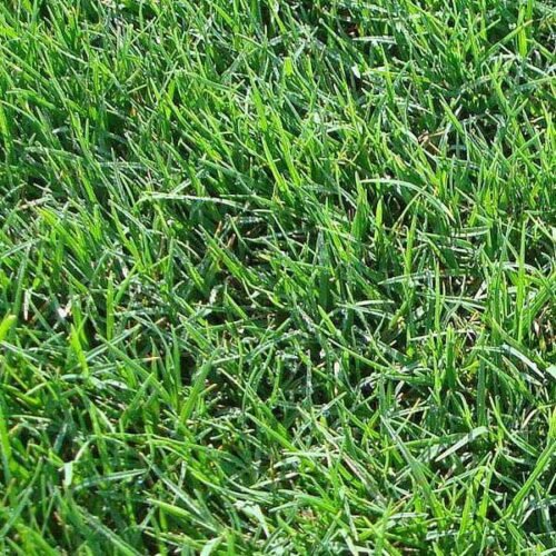 Bermuda Lawn Grass – 0.25 kg Seeds Copy