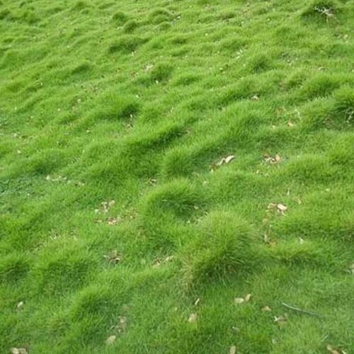 Korean Lawn Grass – 0.5 kg Seeds