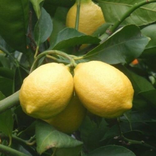 Nimboo Seedless (Grafted) – Lemon Plant, Lime, Citrus