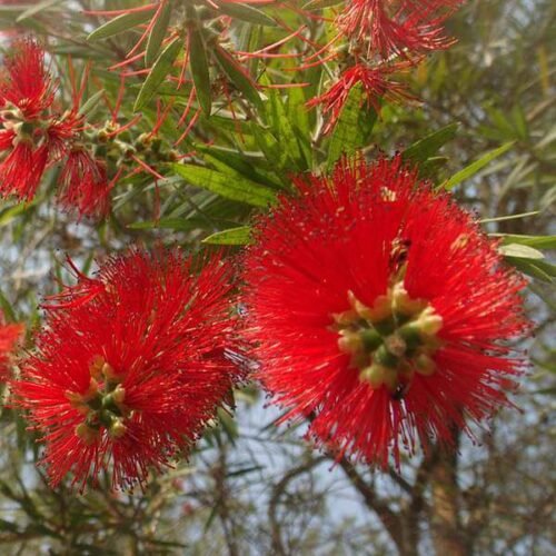 Bottle Brush – Plant