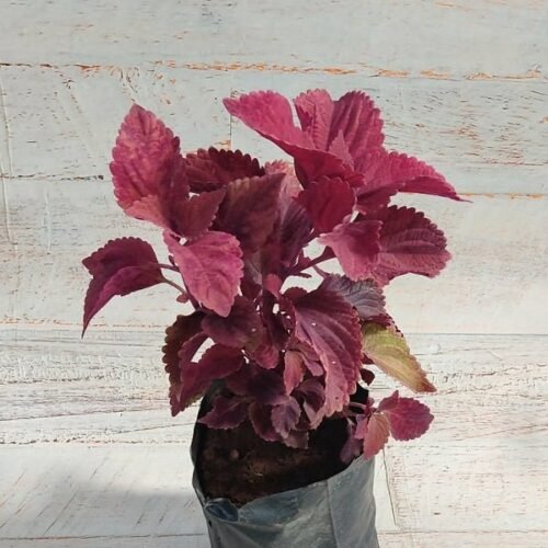 Coleus (Pink) – Plant