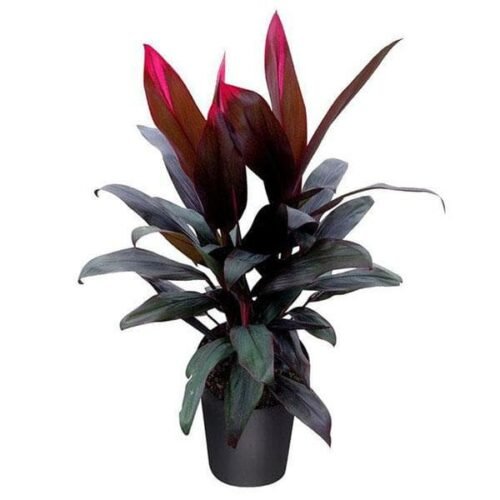 Dracaena Mysore Ruby, Dracaena Baby Doll – Plant