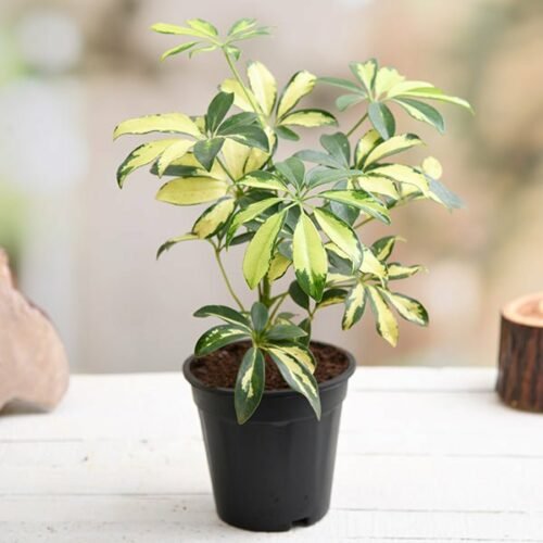 Schefflera Variegated – Plant