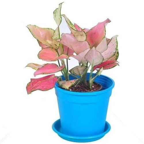 Aglaonema lady valentine, Aglaonema anyamanee (pink) – Plant