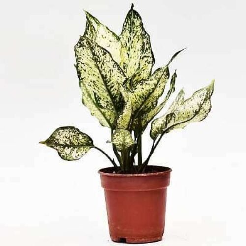 Aglaonema snow white, Aglaonema snowflake – Plant