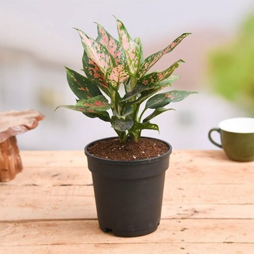 Aglaonema Pink Dalmatian – Plant