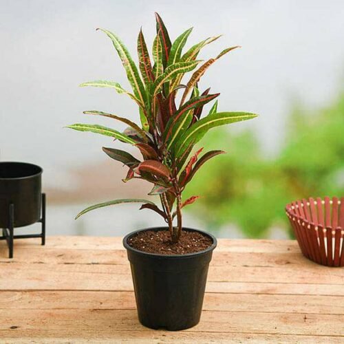 Croton Plant, Codiaeum variegatum (Captain Kidd) – Plant