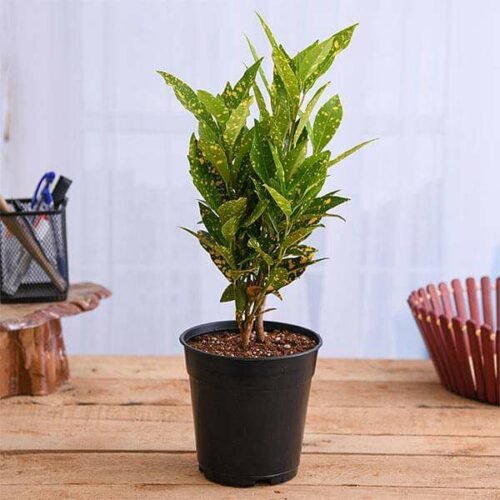 Croton Plant, Codiaeum variegatum (Gold Dust, Small Leaves) – Plant