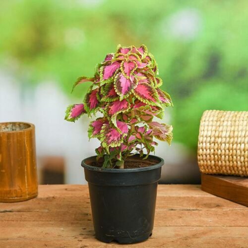 Coleus (Green Pink) – Plant