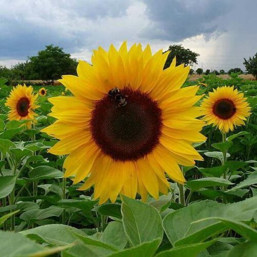 Sunflower Russian Gaint – Desi Flower Seeds