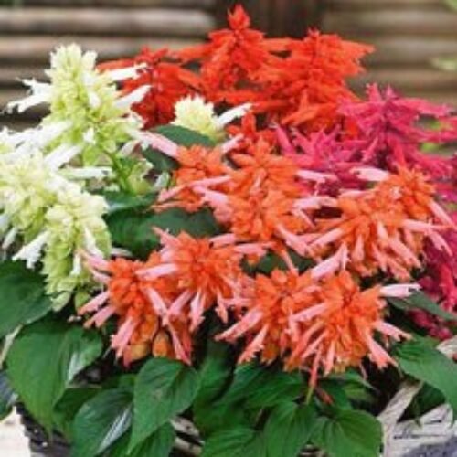 Salvia F1 Hybrid Mixed Color – Flower Seeds