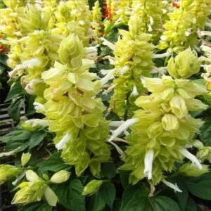 Salvia Salsa yellow- Flower Seeds