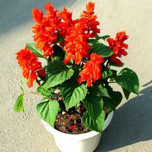 Salvia Splendens (red) – Plant