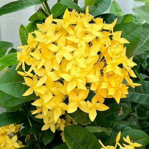 Ixora Long, Singapuri Ixora (Yellow) – Plant