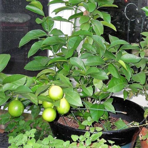 Nimboo, Lemon Tree – Plant