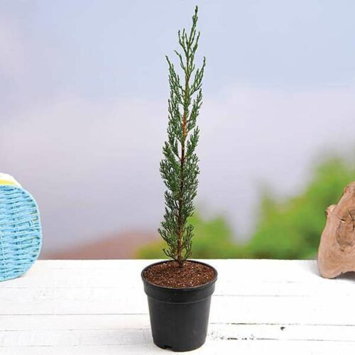 Pencil Pine Cypress, Cupressus sempervirens – Plant