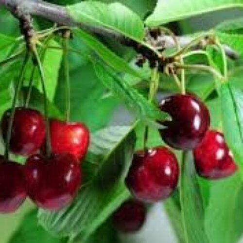 Amarena di Pescara Cherry Tree (Italian cherry)