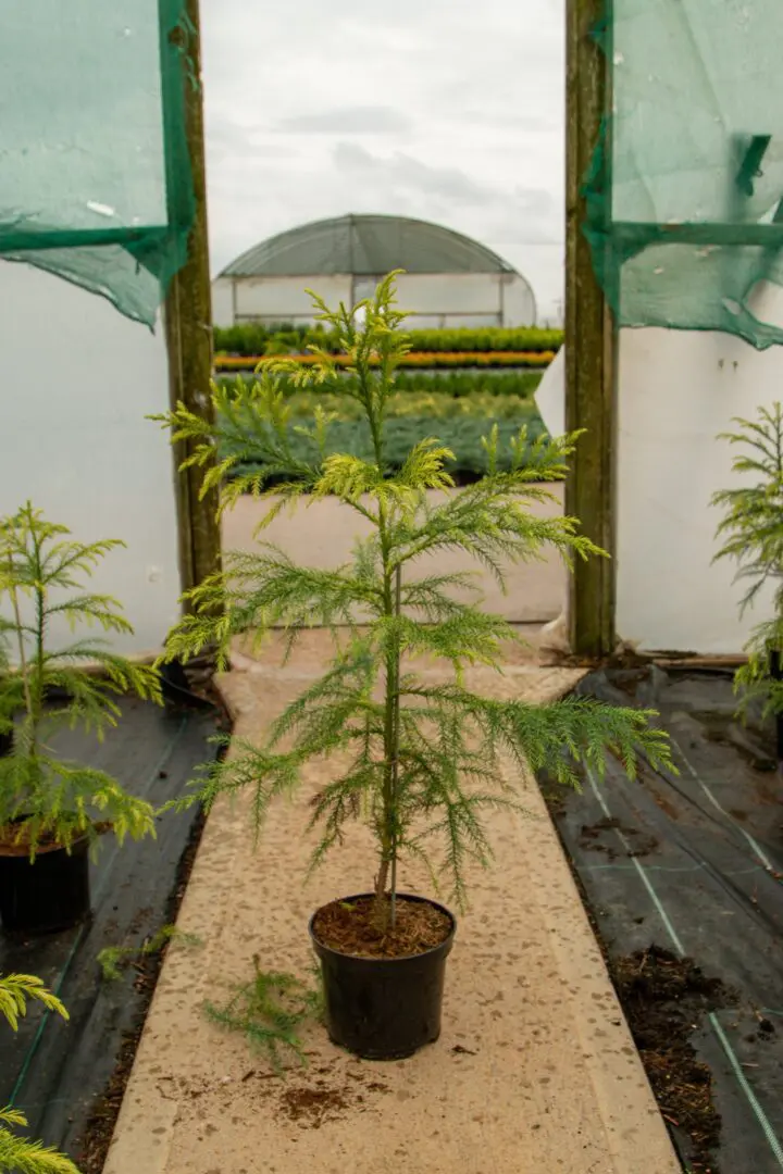 Cryptomeria japonica Sekkan - Sekkan Sugi Japanese cedar - Image 2