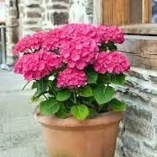 Hydrangea,Mophead hydrangea,Hydrangea macrophylla,Thamapansapi lei,French hydrangea Healthy flower plant Actual Plant Height .5 ft to 1.5 (Hybrid, Pack of 1)