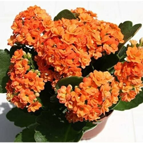 Kalanchoe Double Petals Flower (Pink) Hybrid variety flower Plant Indoor Air Purify Plant with Pot Pack of 2 Copy