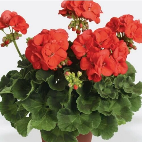 Geranium Live Beautiful Indoor Flower Plant with Pot (Pack of 1) (Red)