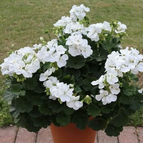 Geranium Live Beautiful Indoor Flower Plant with Pot (Pack of 1) (Red)