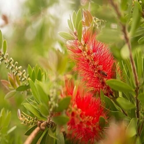 Bottle Brush || Bottlebrush Live Plant (Healthy Live Plant) Outdoor decor for plant Pack of 1