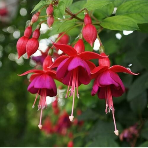 Fuchsia LIVE HEALTHY PLANT