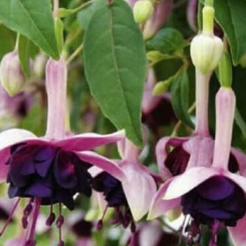 Fuchsia LIVE HEALTHY PLANT