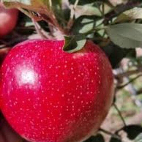 Fenzem Gala Apple Plant