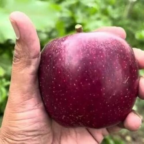 T-Rex Gala Apple plant