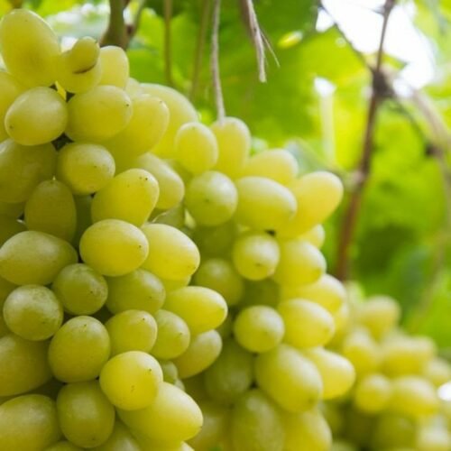 Grape vine(Hussaini)