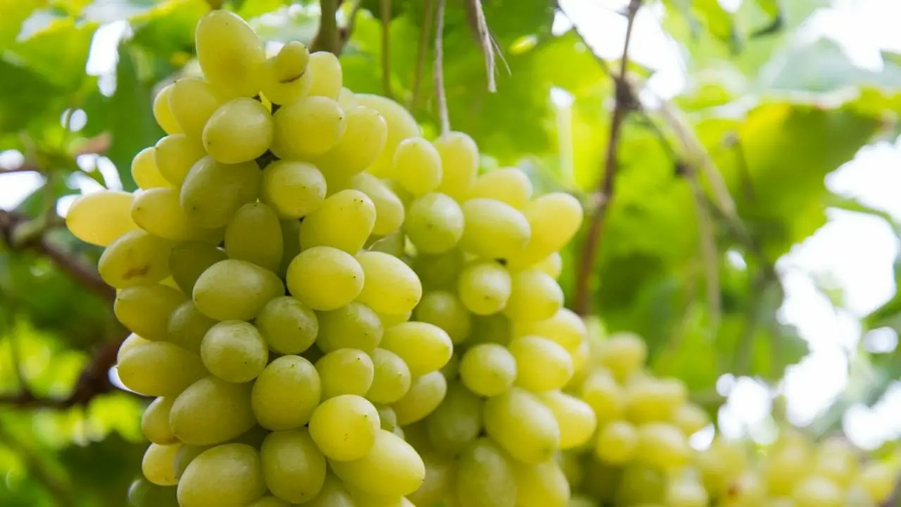 Grape vine(Hussaini)