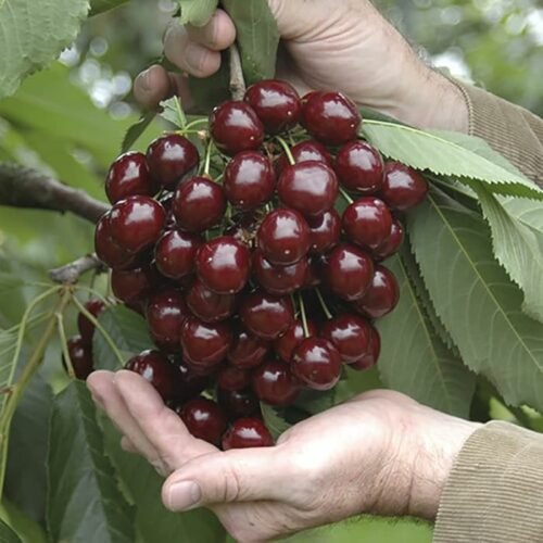 Stella cherry live plant 1 on clonal root