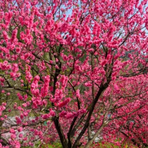 Flowering peach live plant 1