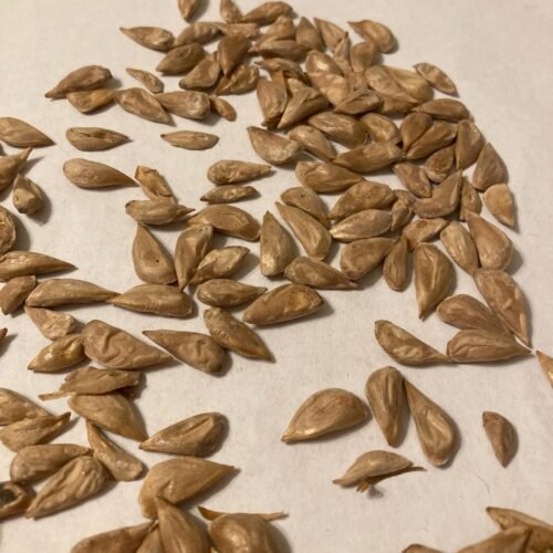 Cedrus Deodara Seeds, Himalayan Cedar – 100 Seeds Pack