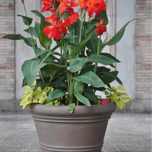 Canna lily imported flower bulbs For Gardening multicolor Pack of 5 bulbs