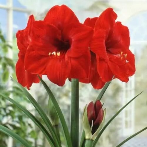 Amaryllis Lily Mix Bulb(2Pc)