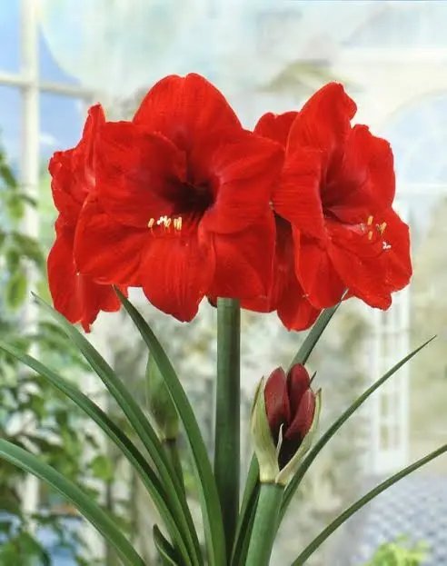 Amaryllis Lily Mix Bulb(2Pc)
