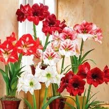 Amaryllis Lily Mix Bulb(2Pc) - Image 2