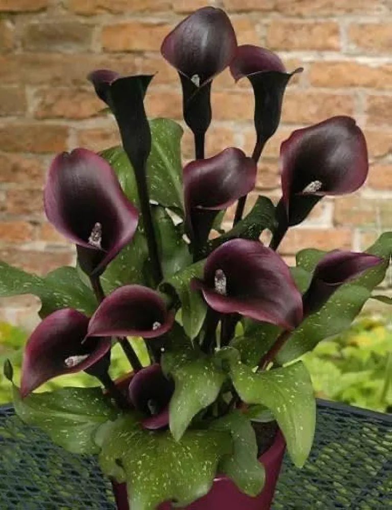 Calla Lily Flower Bulb set of 2|Calla Lily Bulbs for Sale - Image 2