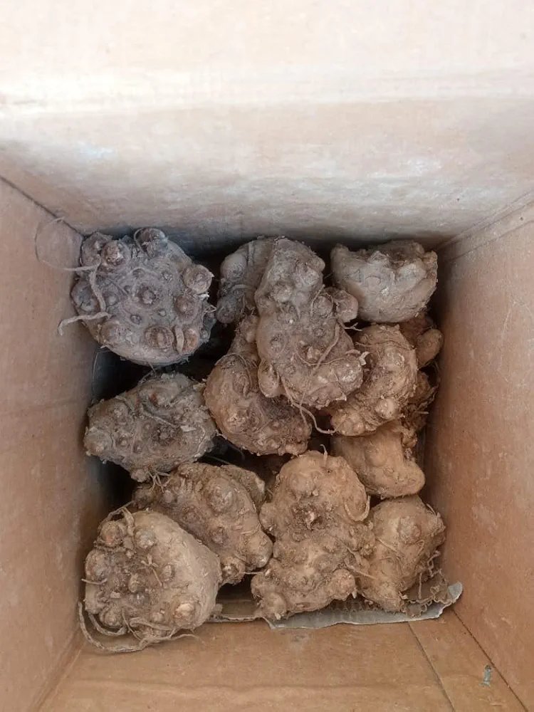 Calla Lily Flower Bulb set of 2|Calla Lily Bulbs for Sale - Image 4