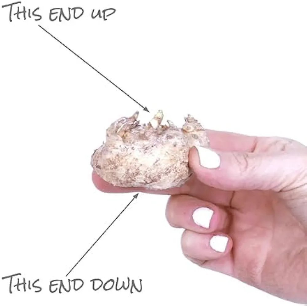 Calla Lily Flower Bulb set of 2|Calla Lily Bulbs for Sale - Image 3