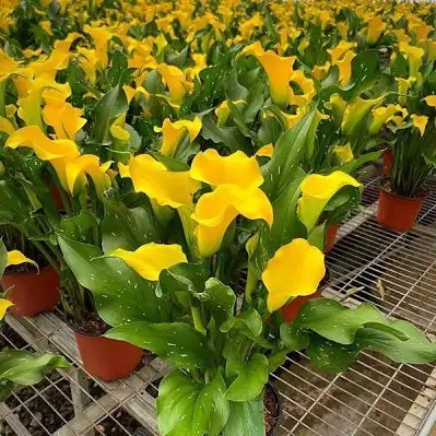 Calla Lily Flower Bulb set of 2|Calla Lily Bulbs for Sale