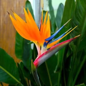 bird of paradise