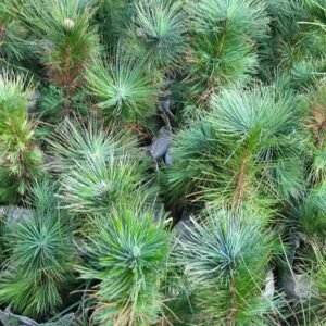 Chinese pine pack of one