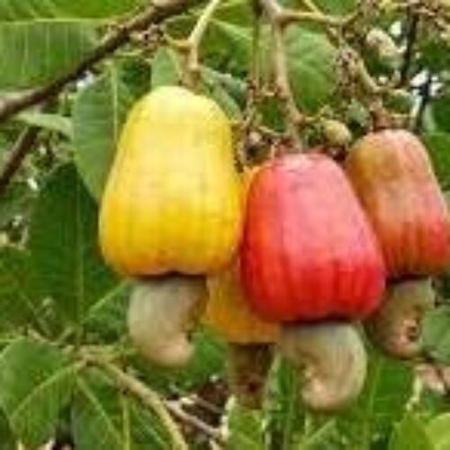 cashew plant