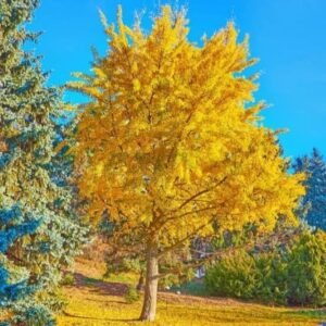 Ginkgo biloba