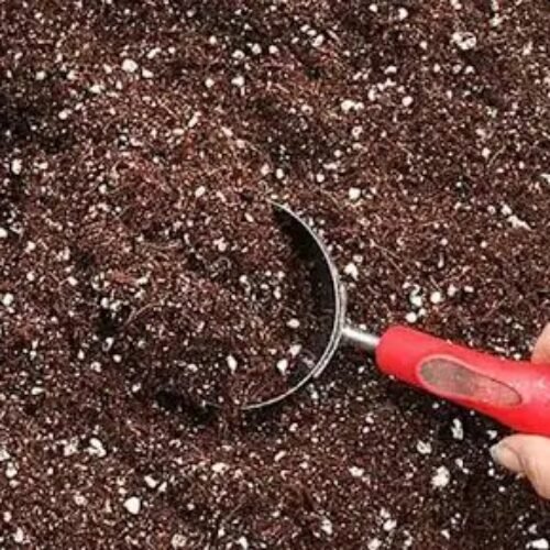 Soilless soil Mix richly nutrient packed ( pack of 1kg)